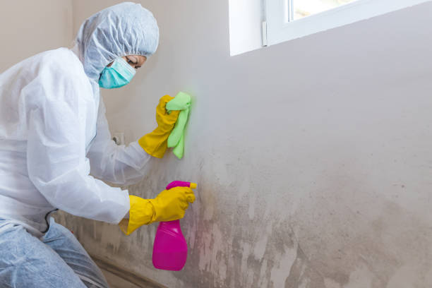 Best Basement Mold Removal  in Valdosta, GA