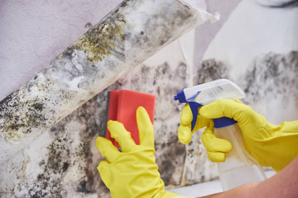 Trusted Valdosta, GA Mold Inspection Experts